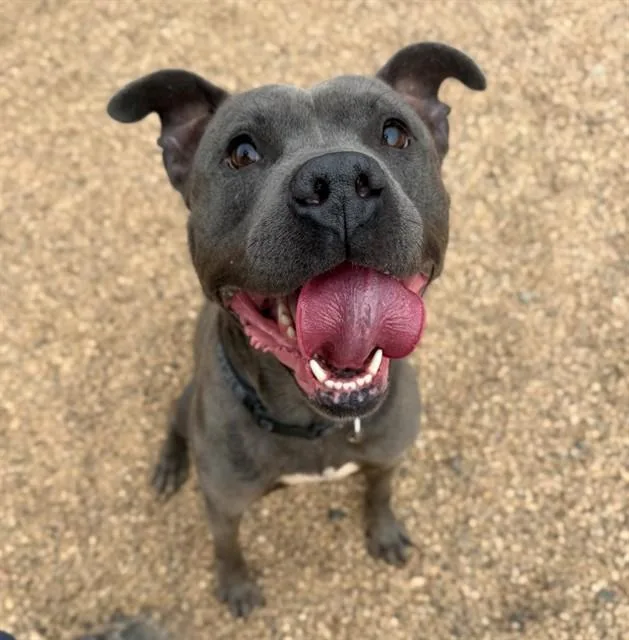 A young medium-sized male Pit Bull Terrier dog named Anubis for adoption in Brighton, CO