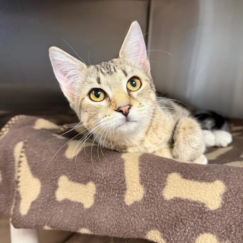 A young small-sized female Brown / Chocolate Domestic Short Hair cat named Belle for adoption in Fredericksburg, VA