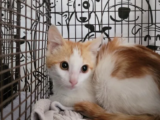 A baby small-sized male Domestic Short Hair cat named Popcorn for adoption in San Pedro, CA