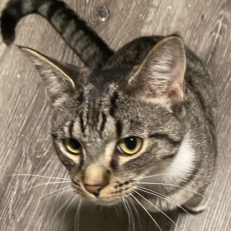 A young small-sized female Brown / Chocolate Domestic Short Hair cat named L&b: Brooklyn for adoption in Falls Church, VA