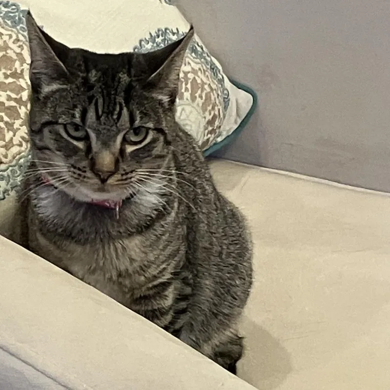 L&b: Brooklyn thumbnail 3