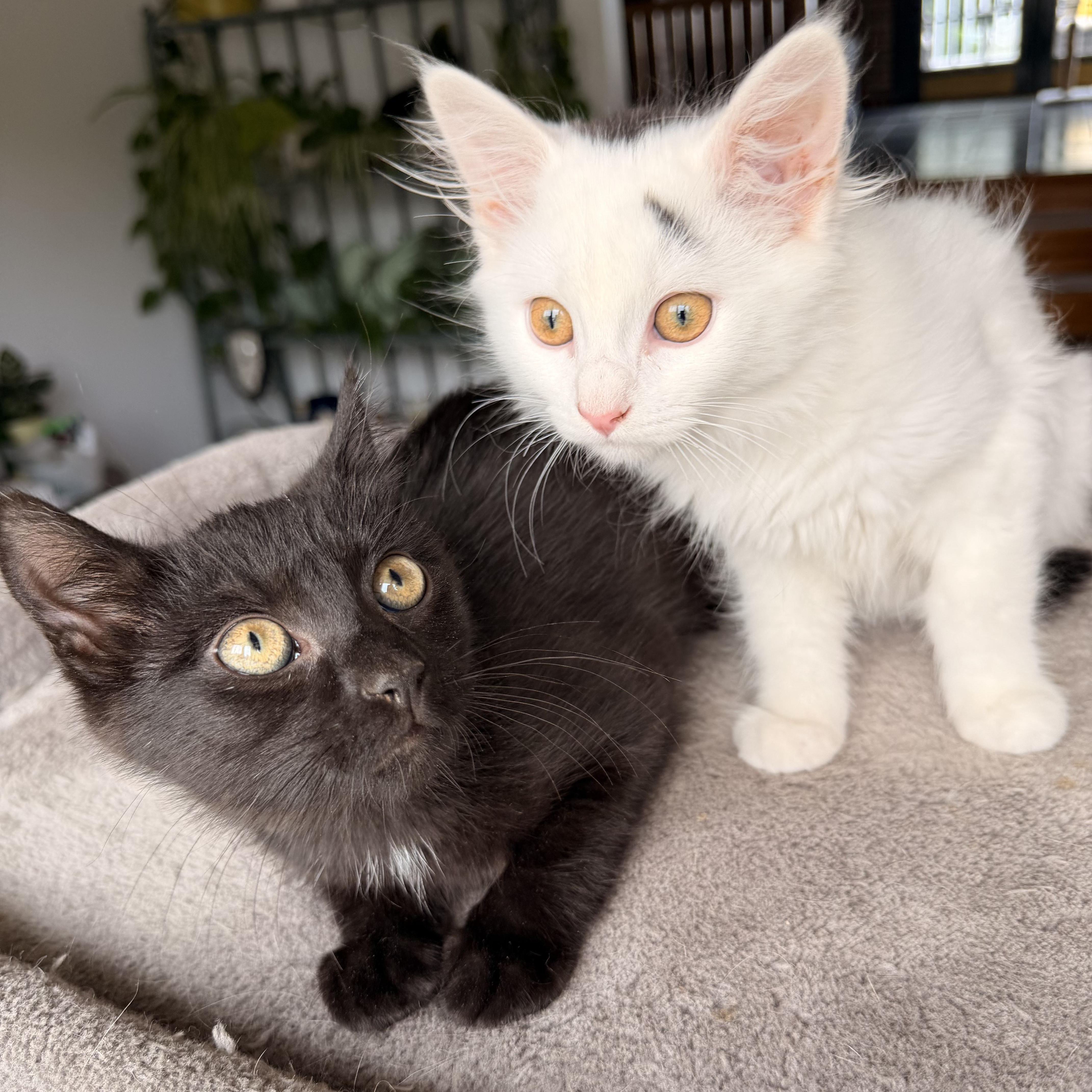A baby medium-sized male Buff & White Domestic Long Hair cat named Ying & Yang for adoption in Scranton, PA