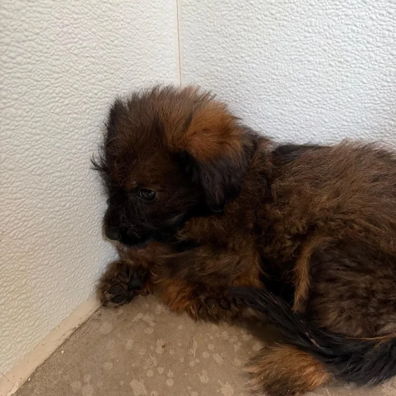 A baby small-sized female Brown / Chocolate Terrier dog named Libby for adoption in Yuma, AZ