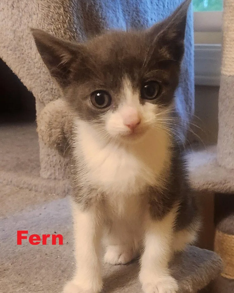 A baby medium-sized female Gray & White Domestic Medium Hair cat named Fern for adoption in Blairsville, GA