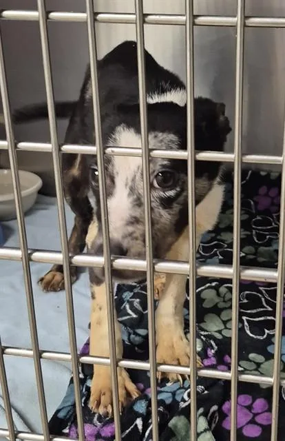 A young small-sized male Australian Cattle Dog / Blue Heeler dog named Marvin for adoption in Decatur, IL