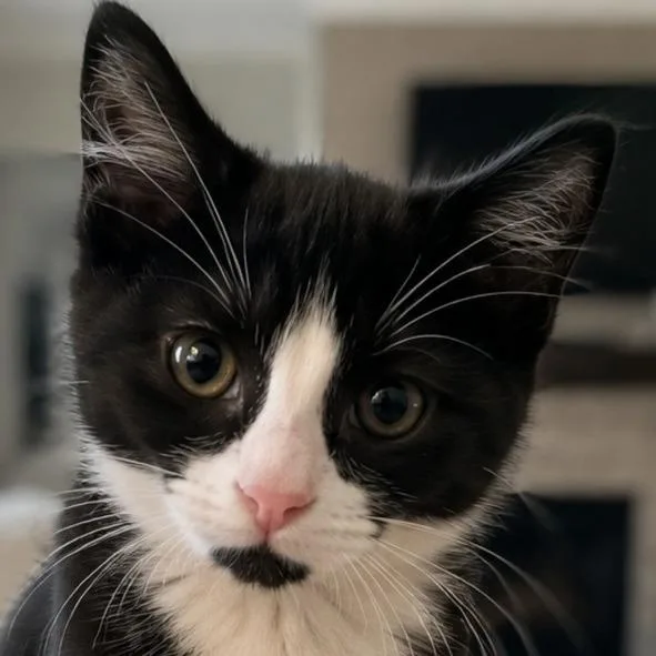A baby small-sized male Domestic Short Hair cat named Kolter for adoption in Cumming, GA