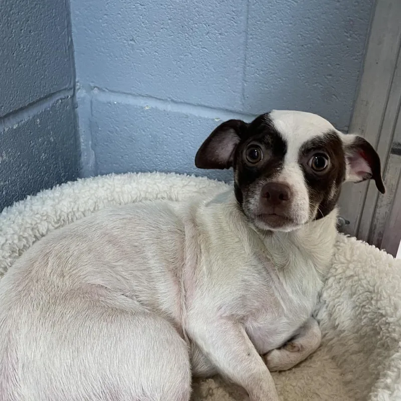 A young small-sized male White / Cream Chihuahua dog named Odie for adoption in Kyle, TX