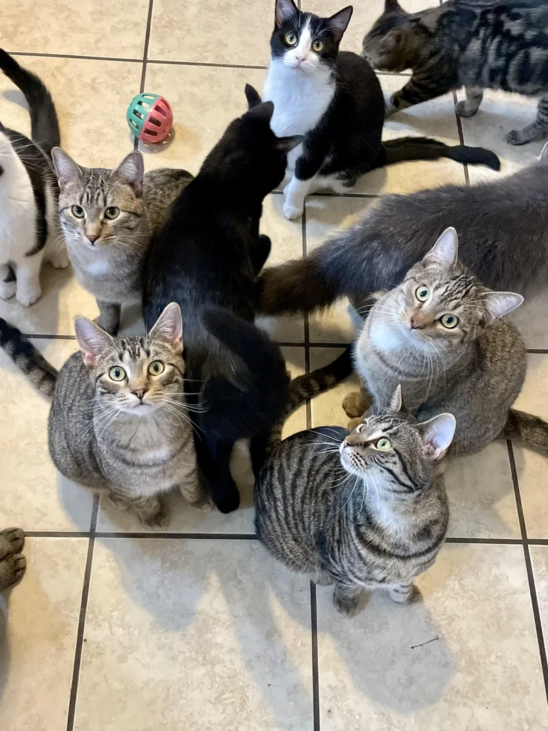 A young medium-sized male Domestic Short Hair cat named Paulie for adoption in Lacon, IL