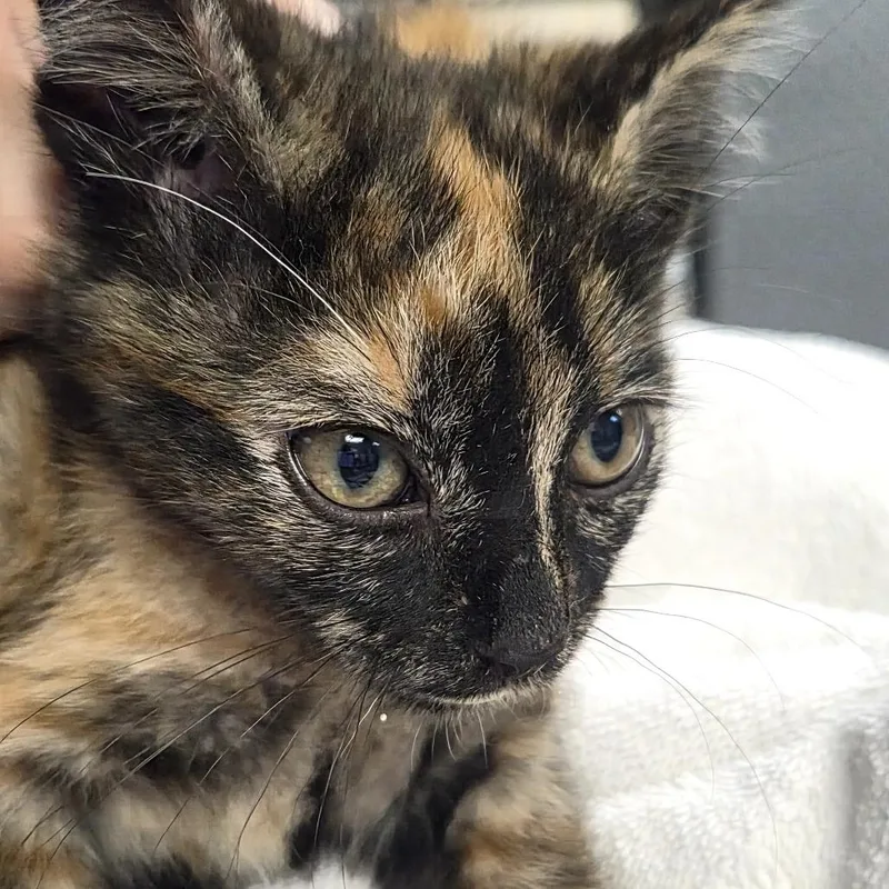 A baby small-sized female Black Domestic Short Hair cat named Daiseymae for adoption in Newark, NJ