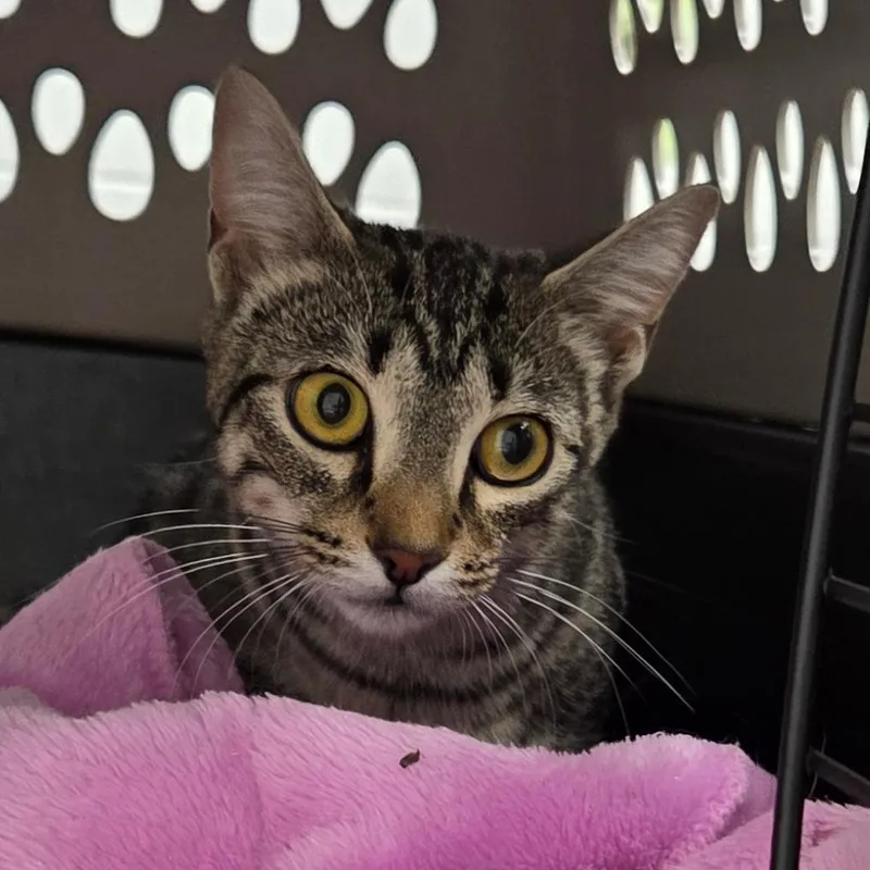 A young small-sized female Brown / Chocolate Domestic Short Hair cat named Ginny for adoption in Chattanooga, TN