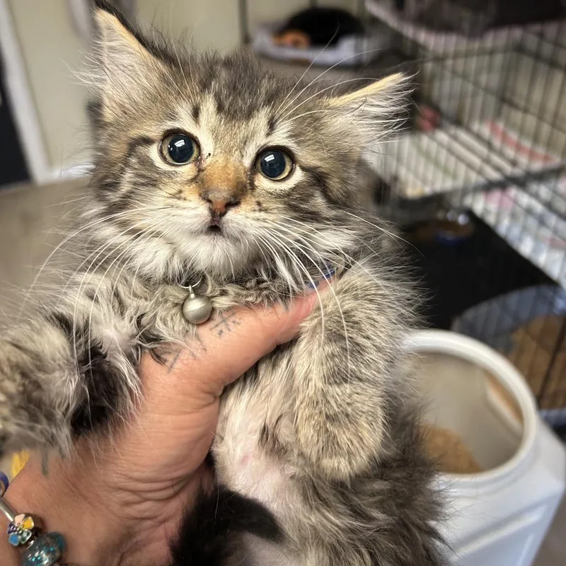 A baby small-sized female Brown / Chocolate Domestic Long Hair cat named Yoko for adoption in Pennsville, NJ
