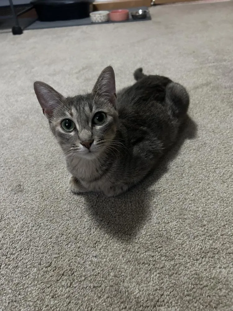 A young medium-sized female Gray / Blue / Silver Domestic Short Hair cat named Minerva for adoption in Clinton Township, MI