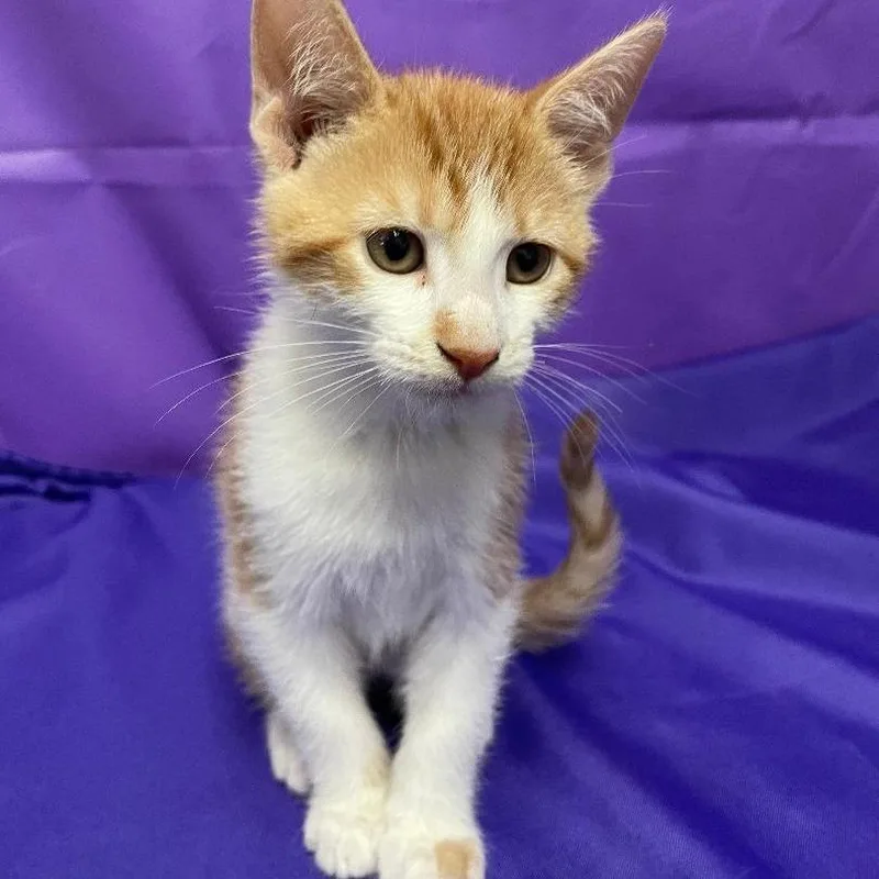 A baby small-sized male Orange / Red Domestic Medium Hair cat named Zuko for adoption in North Myrtle Beach, SC