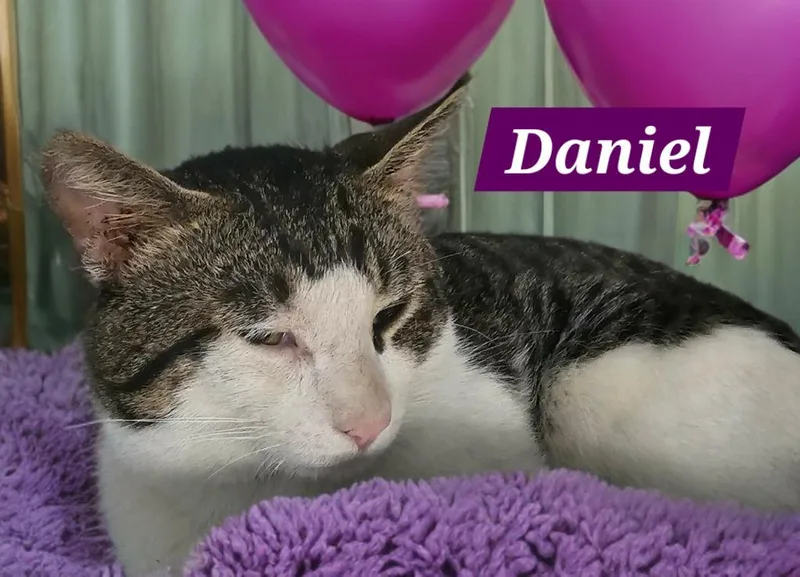 An adult medium-sized male Domestic Short Hair cat named Daniel for adoption in Jim Thorpe, PA