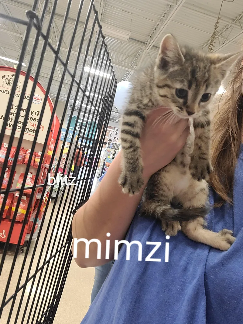 A baby medium-sized female Tabby (Tiger Striped) Domestic Short Hair cat named Mimzi for adoption in Gerrardstown, WV