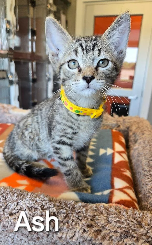 A baby small-sized male Domestic Short Hair cat named Ash for adoption in Sidney, OH
