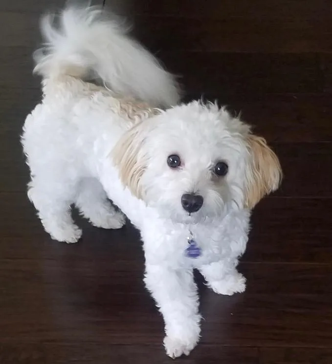 An adult small-sized female White / Cream Maltipoo dog named Dixie Lu Turner for adoption in Plano, TX