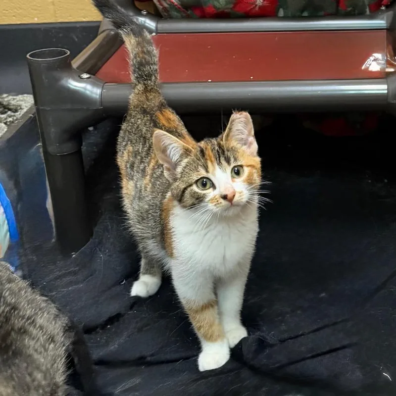 A baby small-sized female White Domestic Short Hair cat named Alise for adoption in Owosso, MI