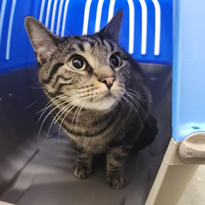 An adult large-sized male Brown / Chocolate Domestic Short Hair cat named Milo for adoption in Clearwater, FL