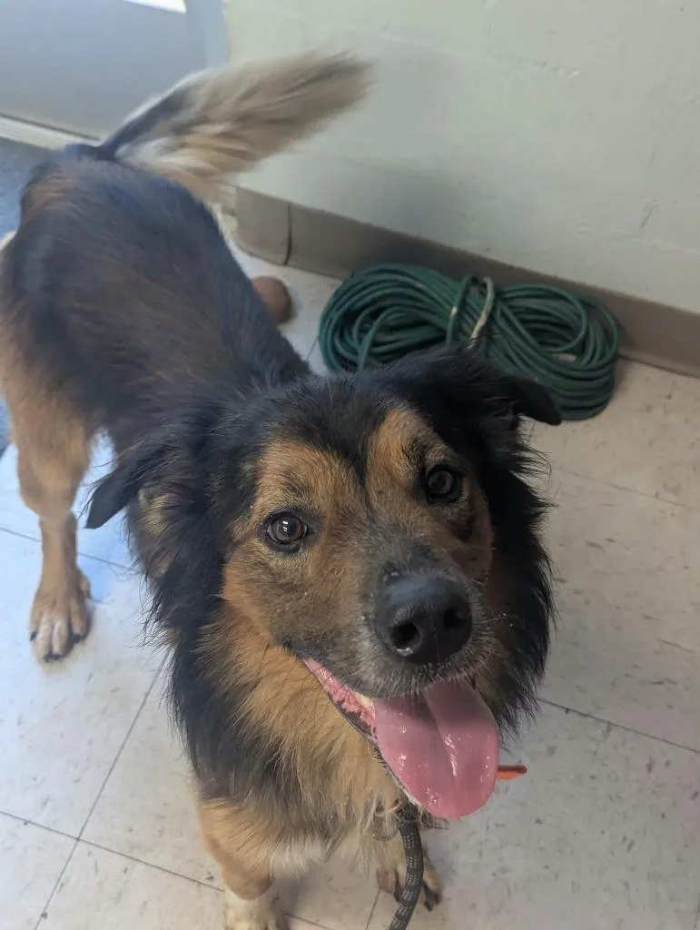 An adult medium-sized male English Shepherd dog named Roscoe for adoption in Waverly, TN