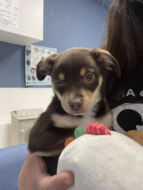 A baby small-sized female Chihuahua dog named Sol for adoption in Santa Cruz, CA
