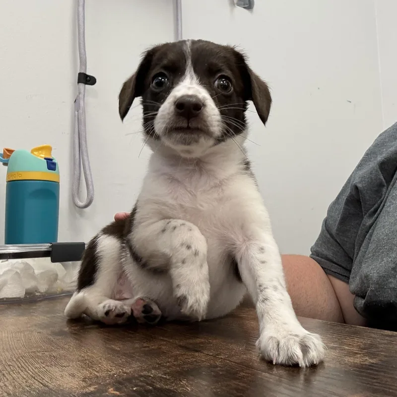 A baby small-sized female Brown / Chocolate Beagle dog named Lena for adoption in Jeffersonville, IN