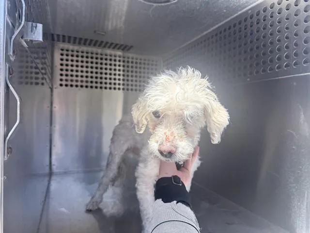 A senior small-sized male Bichon Frise dog named Alfie for adoption in Phoenix, AZ