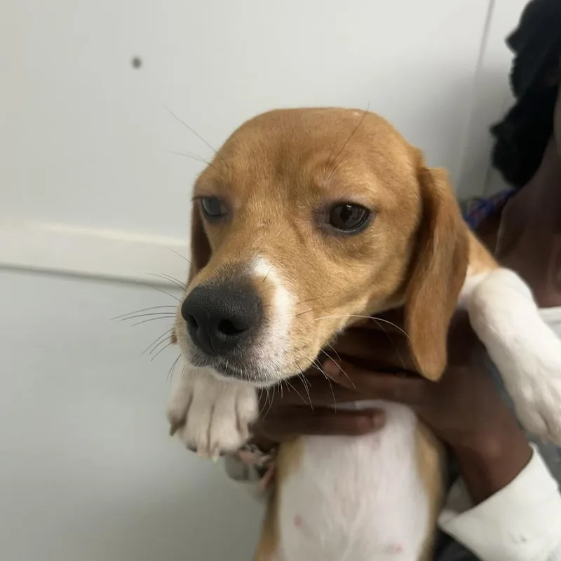 A young small-sized female White / Cream Beagle dog named Biscuit Queen for adoption in LOXAHATCHEE, FL