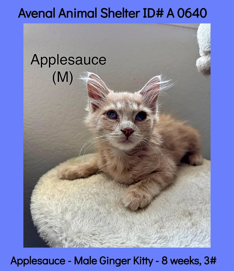 A baby medium-sized male Tabby (Buff / Tan / Fawn) Domestic Medium Hair cat named Applesauce for adoption in Avenal, CA