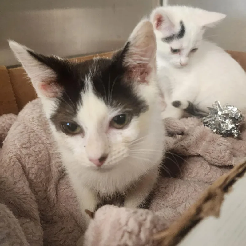 A baby small-sized female White Domestic Short Hair cat named Cookie Crisp for adoption in Evensville, TN
