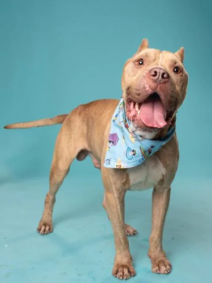 An adult large-sized male Mixed Breed dog named Nipsey for adoption in Atlanta, GA