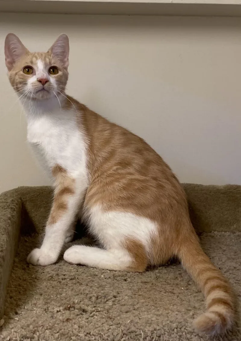 A baby medium-sized male Orange & White Domestic Short Hair cat named Phoenix for adoption in Los Angeles, CA