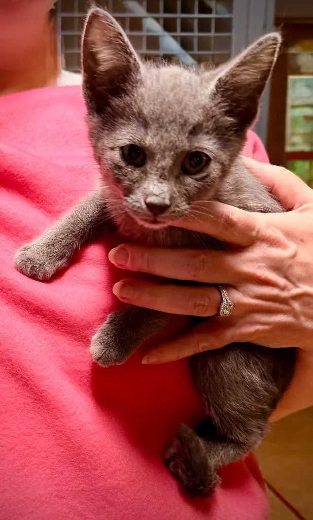 A baby small-sized female Domestic Short Hair cat named Maisie for adoption in Newnan, GA