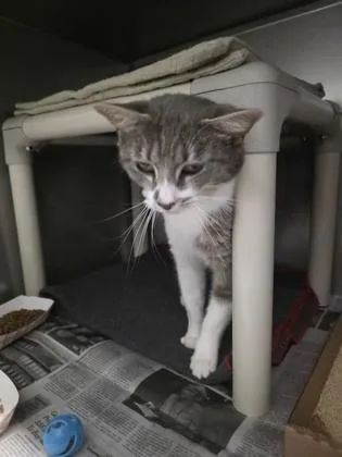 An adult small-sized female Domestic Short Hair cat named Wendy for adoption in Madison, NJ