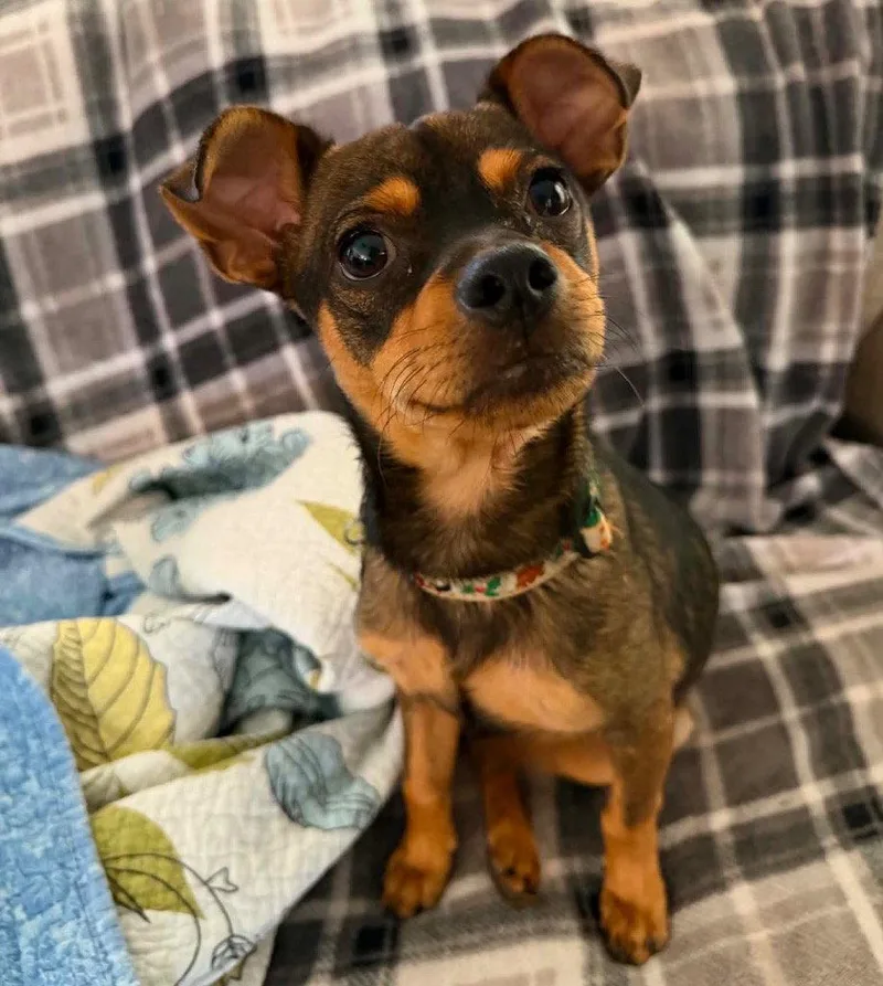 A young small-sized male Chihuahua dog named Doug E. Fresh for adoption in Bloomfield, CT