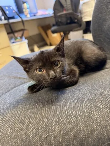 Penny