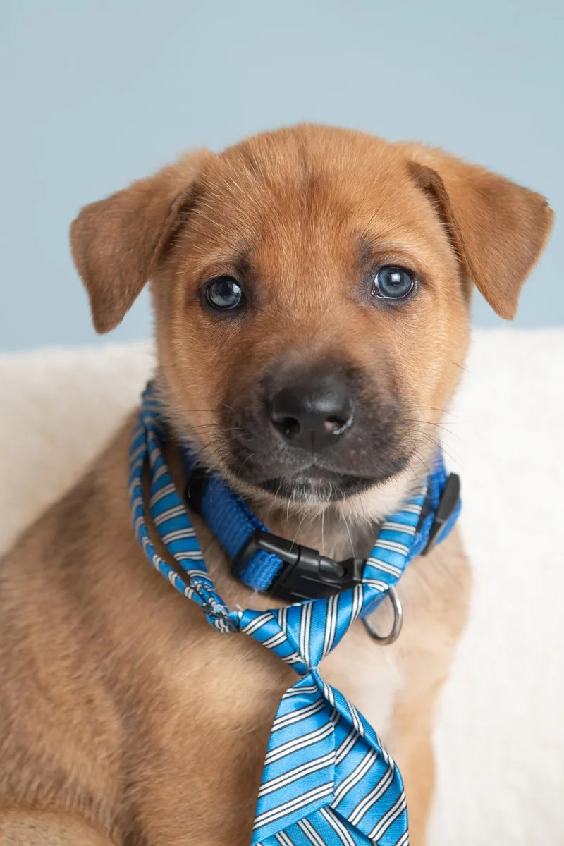 A baby large-sized male German Shepherd Dog dog named Vacay: Jetlag for adoption in Palo Alto, CA