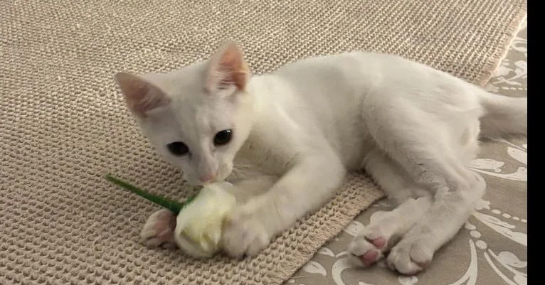 A baby small-sized male White Domestic Short Hair cat named Ernie for adoption in Naranjito, PR