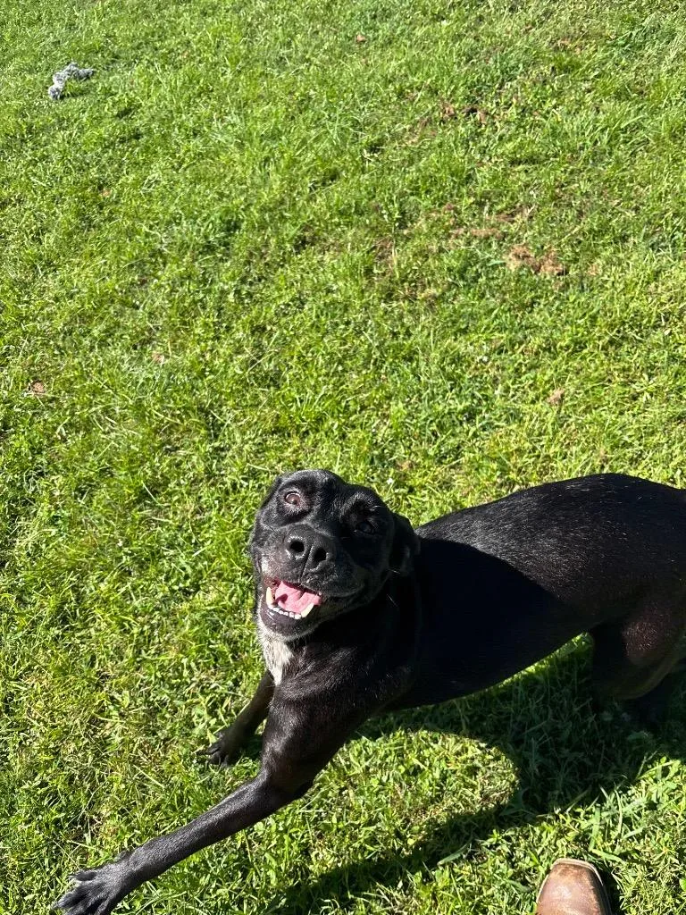 An adult large-sized female Labrador Retriever dog named Cinderella for adoption in Metter, GA