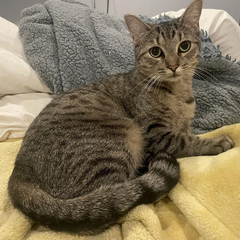 A young medium-sized female Domestic Short Hair cat named Agnes for adoption in Nashville, TN