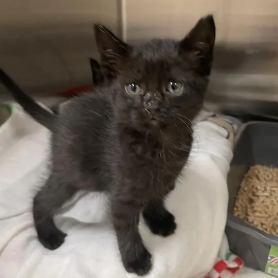 A baby medium-sized female Black Domestic Short Hair cat named Nova for adoption in Prince Frederick, MD