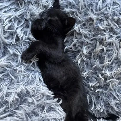 A baby small-sized female Domestic Short Hair cat named Ciao for adoption in West Chester, PA