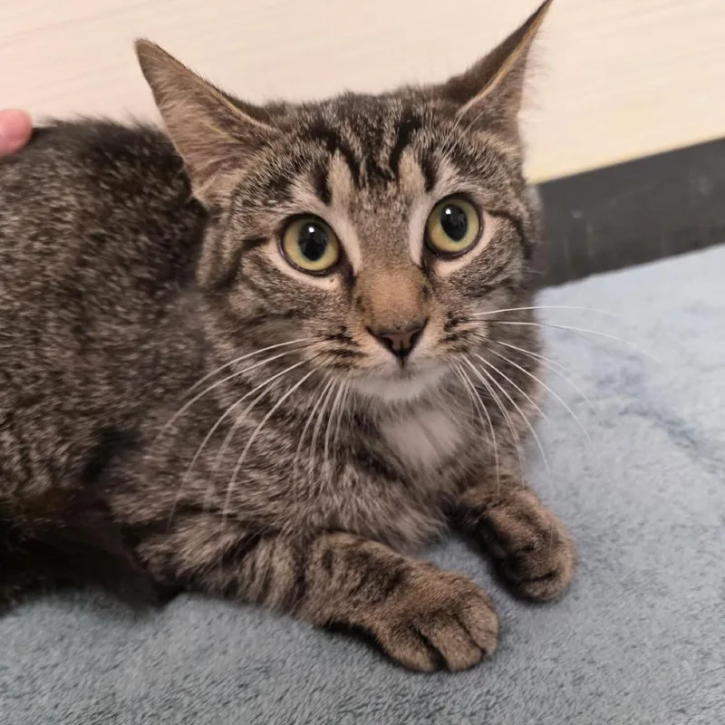 An adult medium-sized female Brown / Chocolate Domestic Short Hair cat named Minneapolis for adoption in Novelty, OH