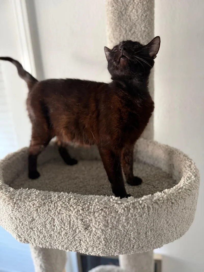A baby medium-sized female Black Domestic Short Hair cat named Momma Girl for adoption in Saint Pete Beach, FL