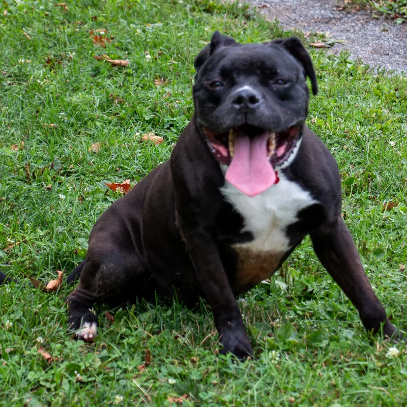 An adult medium-sized male White / Cream Boxer dog named Aiden the biggie boy for adoption in Houston, TX