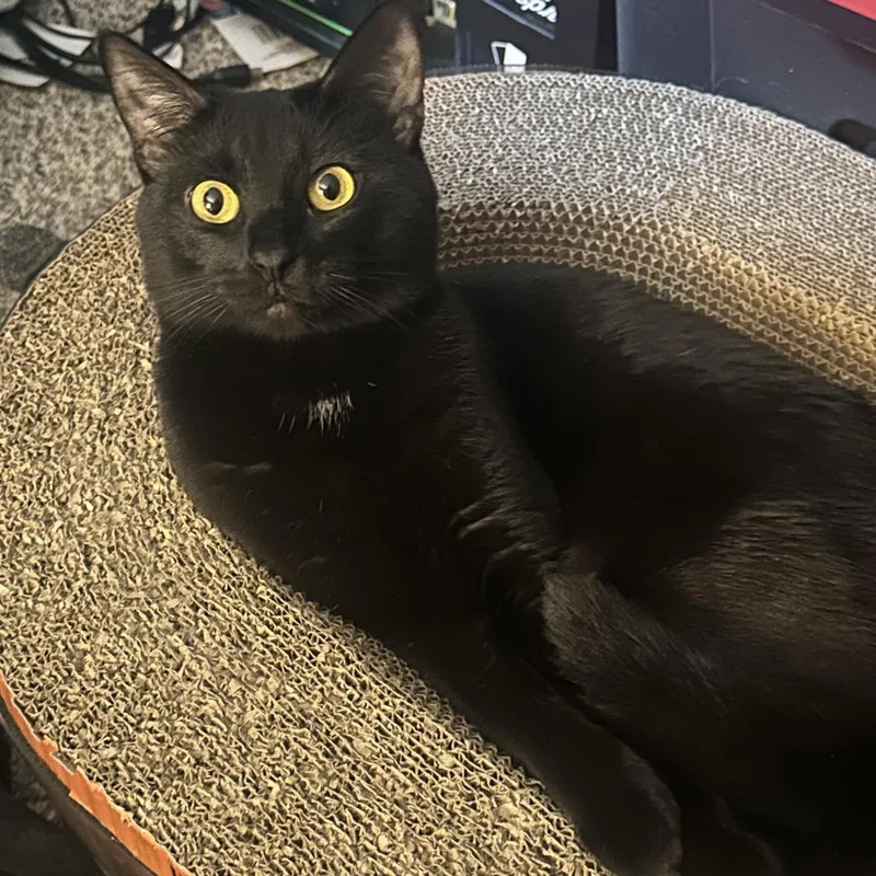 An adult medium-sized male Black Domestic Short Hair cat named Binx for adoption in Concord, NH