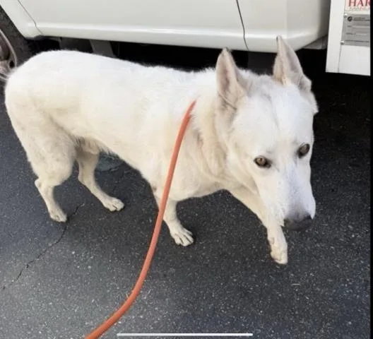An adult extra large-sized male Siberian Husky dog named Ghost for adoption in Ontario, CA