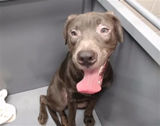 A young medium-sized male Staffordshire Bull Terrier dog named Blue for adoption in Downey, CA