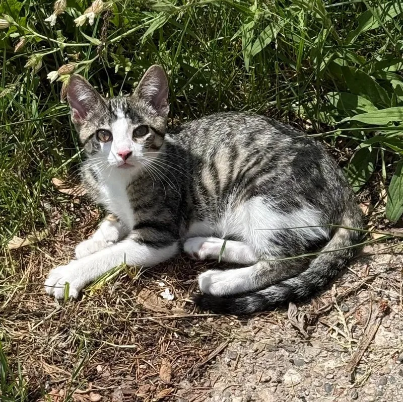 A young small-sized male Tabby (Brown / Chocolate) Domestic Short Hair cat named Pippin for adoption in Gresham, WI