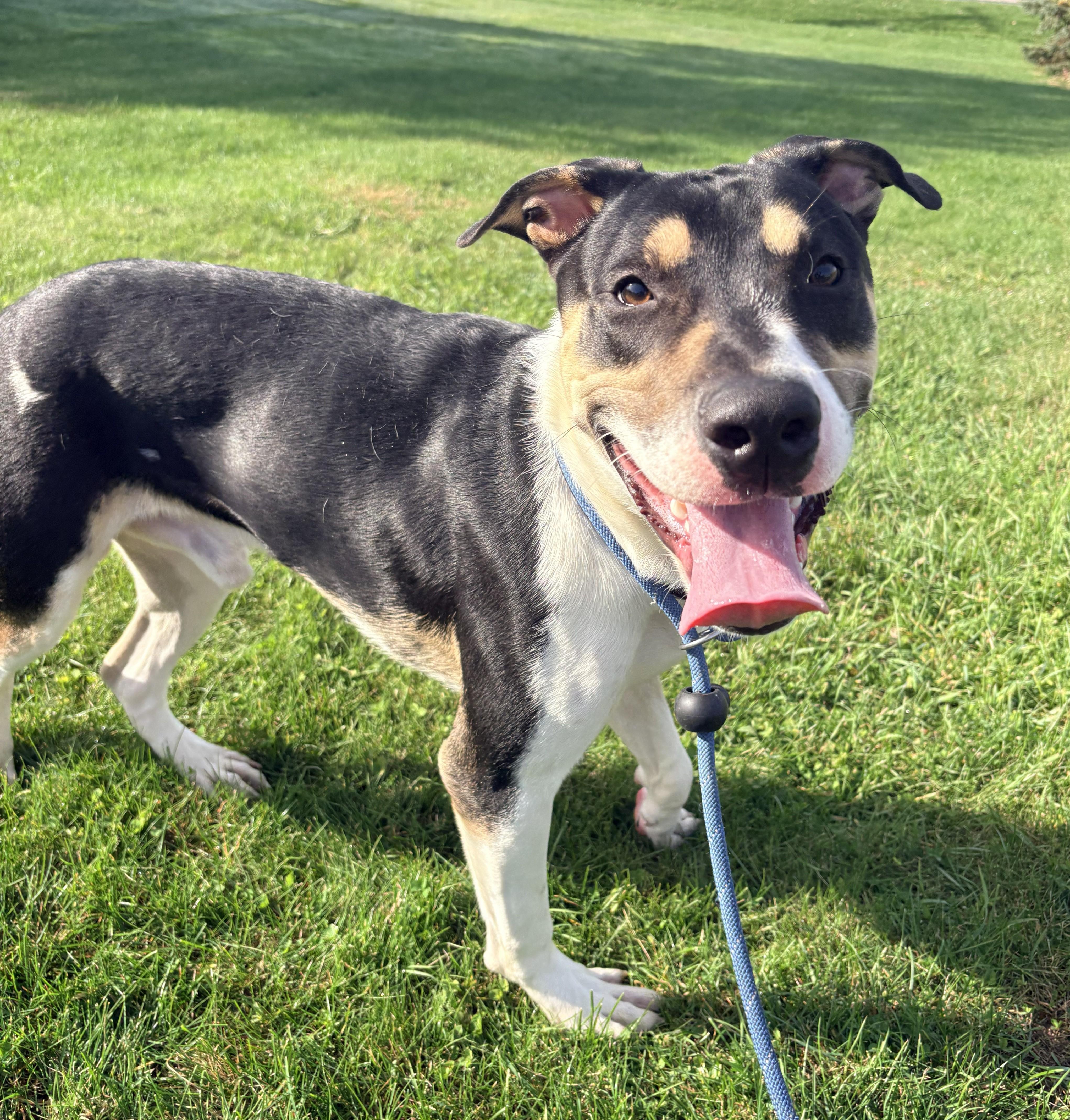 A young large-sized male Tricolor (Brown, Black, & White) Pit Bull Terrier dog named Viktor for adoption in Allegan, MI